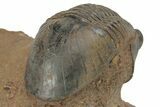 Corynexochid (Paralejurus) Trilobite - Lghaft, Morocco #210167-4